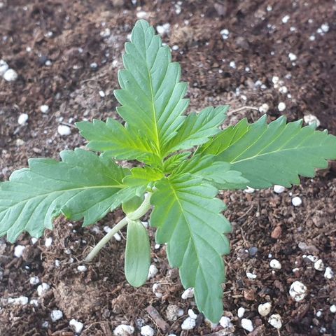 Moby Dick growlog timeline photo