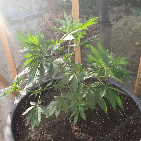 Moby Dick growlog timeline photo
