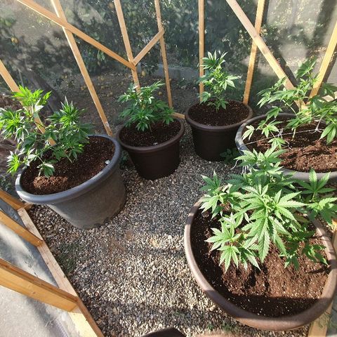 Moby Dick growlog timeline photo