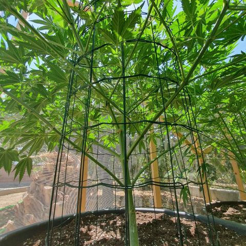 Moby Dick growlog timeline photo