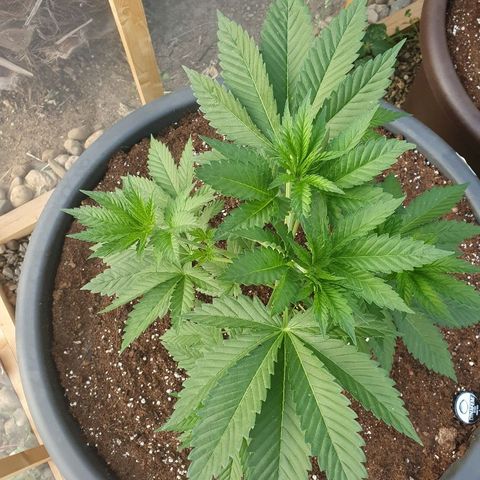 Moby Dick growlog timeline photo