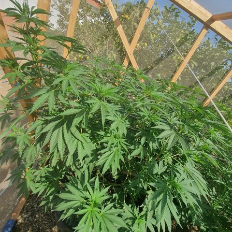 Moby Dick growlog timeline photo