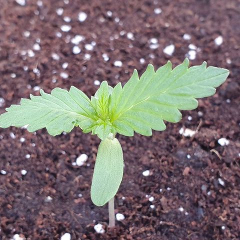 Moby Dick growlog timeline photo