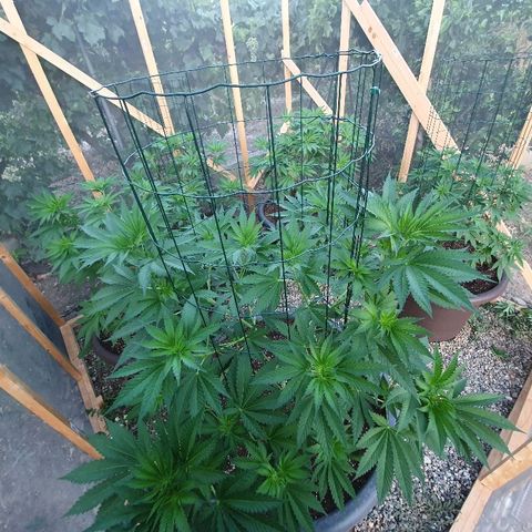 Moby Dick growlog timeline photo