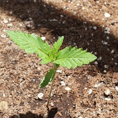 Moby Dick growlog timeline photo