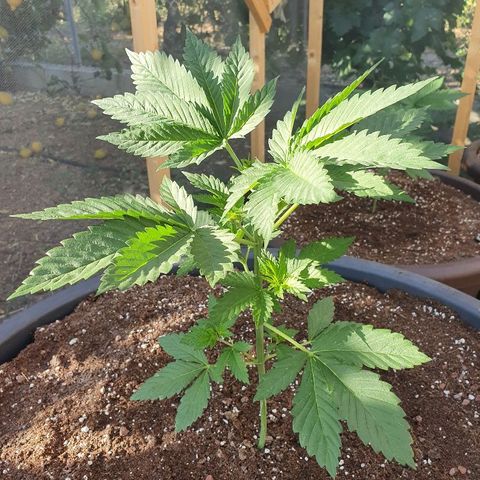 Moby Dick growlog timeline photo