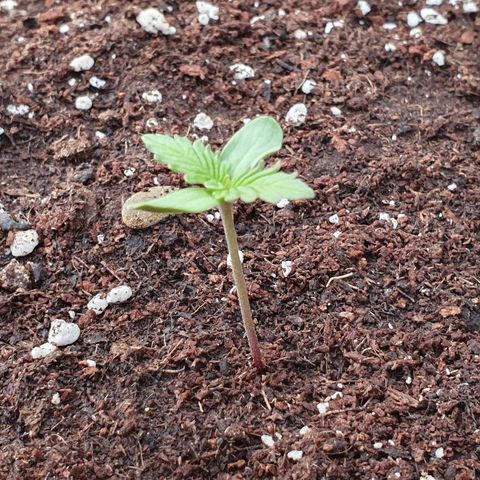Moby Dick growlog timeline photo