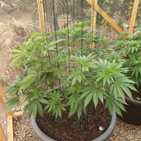 Moby Dick growlog timeline photo