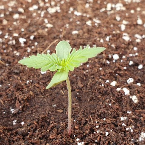 Moby Dick growlog timeline photo