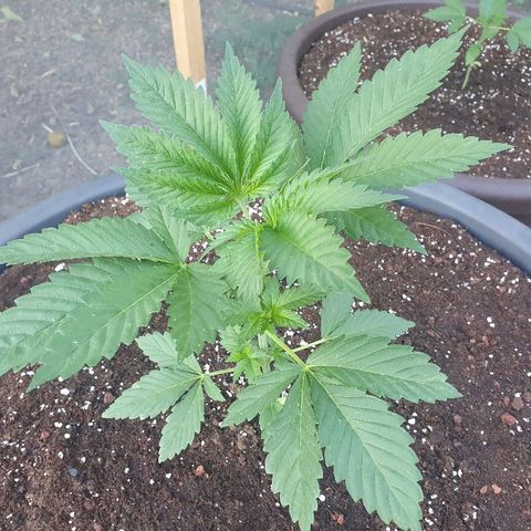 Moby Dick growlog timeline photo