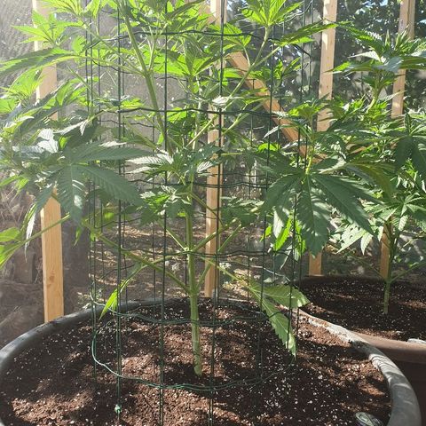 Moby Dick growlog timeline photo