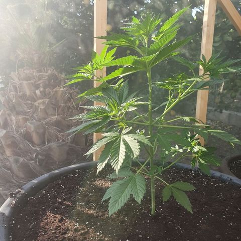 Moby Dick growlog timeline photo
