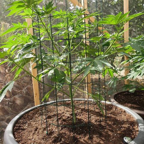Moby Dick growlog timeline photo