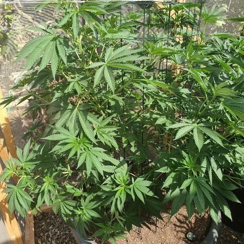 Moby Dick growlog timeline photo