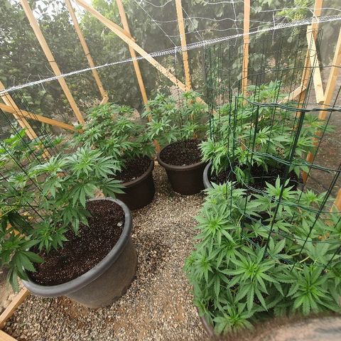 Moby Dick growlog timeline photo