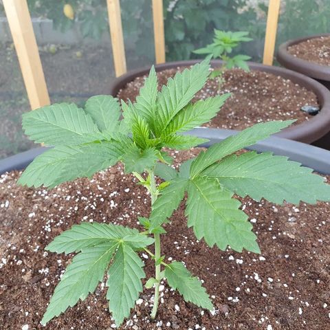 Moby Dick growlog timeline photo