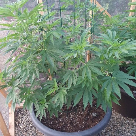 Moby Dick growlog timeline photo