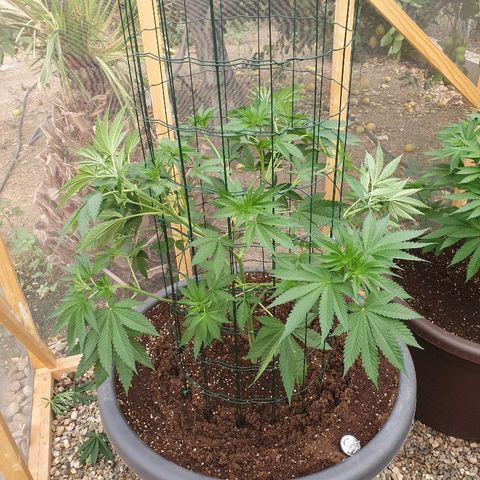 Moby Dick growlog timeline photo