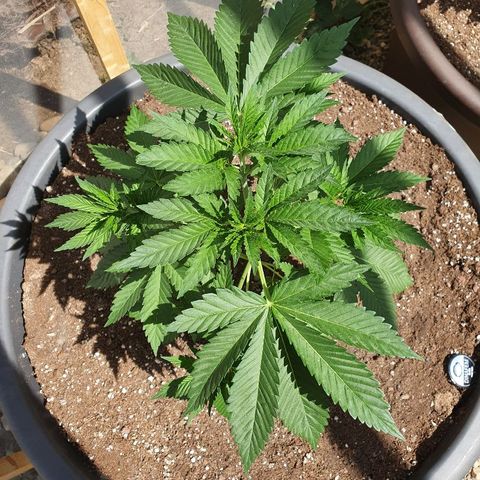 Moby Dick growlog timeline photo