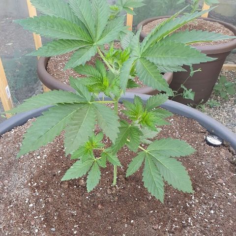 Moby Dick growlog timeline photo