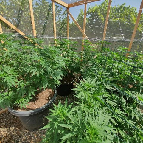 Moby Dick growlog timeline photo