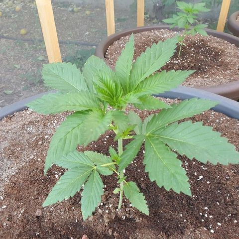 Moby Dick growlog timeline photo