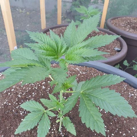 Moby Dick growlog timeline photo