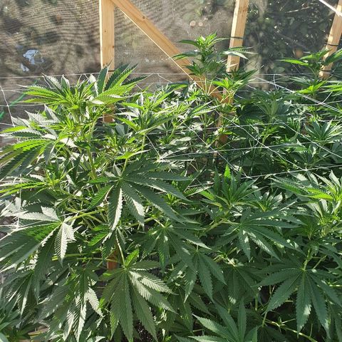 Moby Dick growlog timeline photo