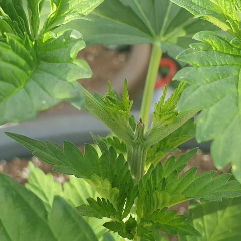 Moby Dick growlog timeline photo