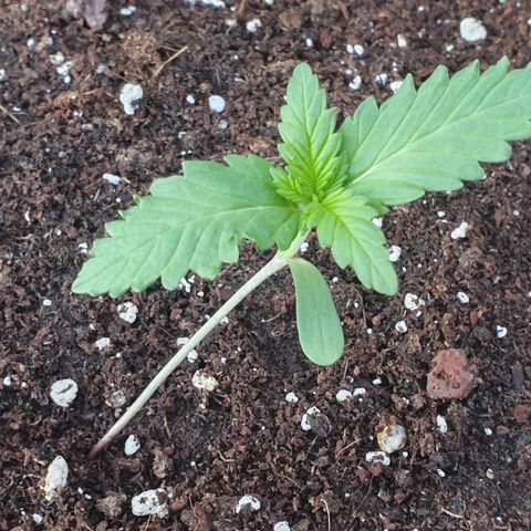 Moby Dick growlog timeline photo