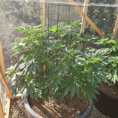 Moby Dick growlog timeline photo