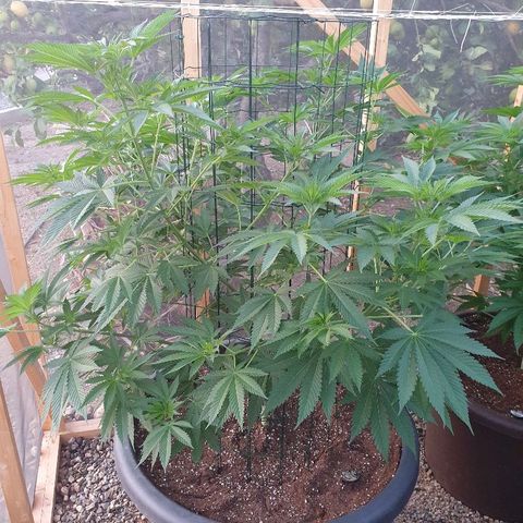Moby Dick growlog timeline photo