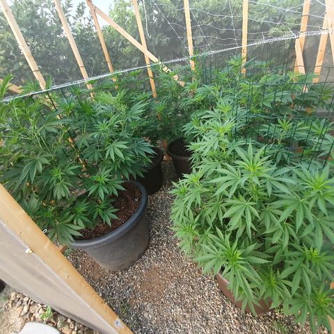 Moby Dick growlog timeline photo