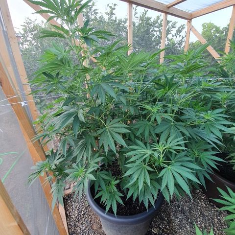 Moby Dick growlog timeline photo