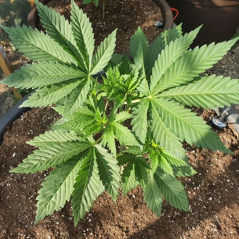 Moby Dick growlog timeline photo