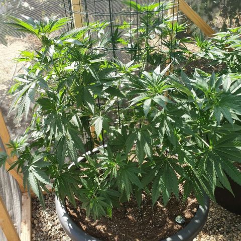 Moby Dick growlog timeline photo