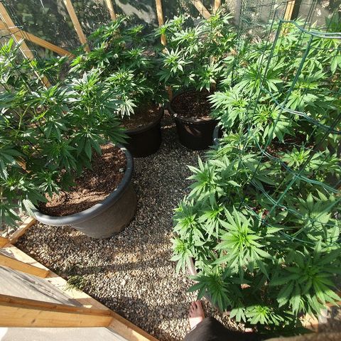 Moby Dick growlog timeline photo