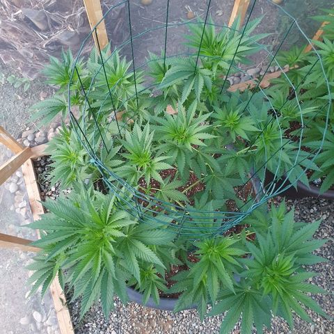 Moby Dick growlog timeline photo