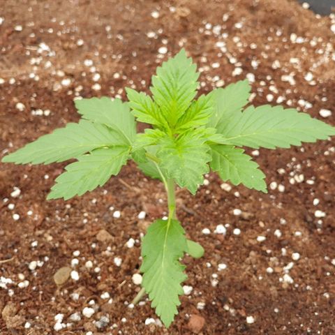 Moby Dick growlog timeline photo