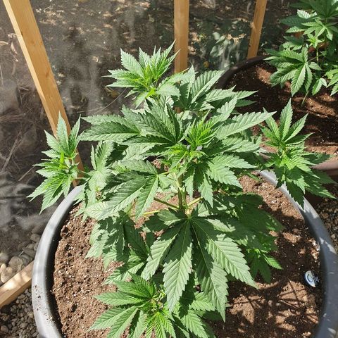 Moby Dick growlog timeline photo