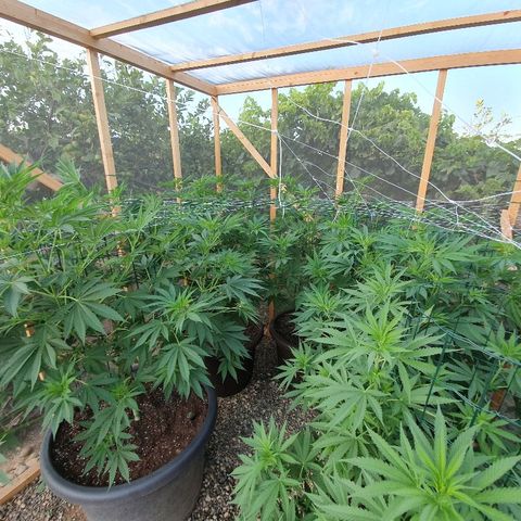 Moby Dick growlog timeline photo