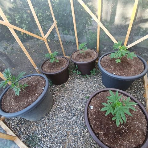 Moby Dick growlog timeline photo