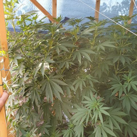 Moby Dick growlog timeline photo