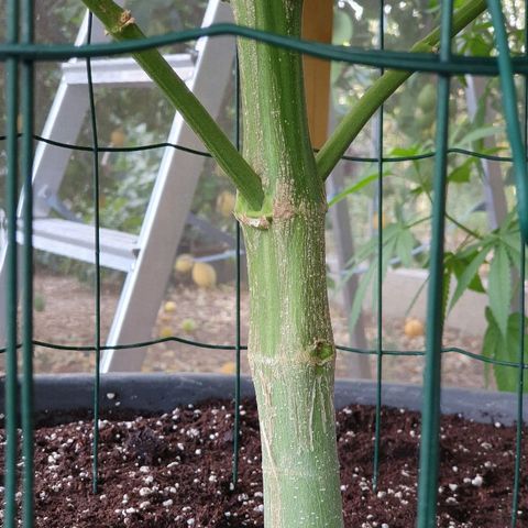 Moby Dick growlog timeline photo