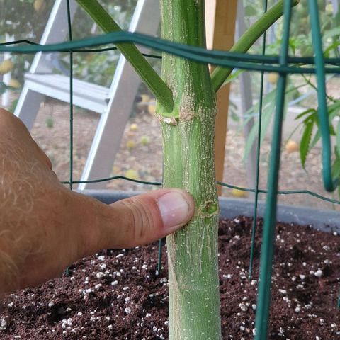 Moby Dick growlog timeline photo