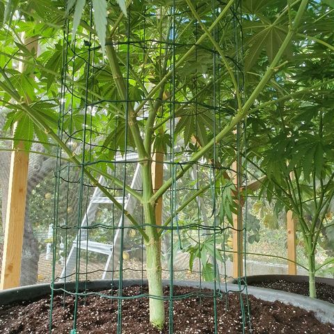 Moby Dick growlog timeline photo