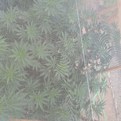 Moby Dick growlog timeline photo