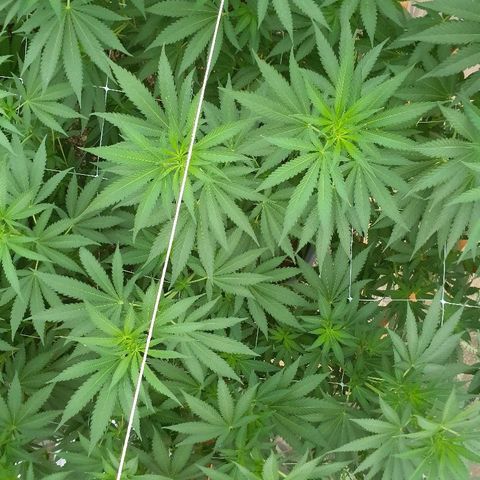 Moby Dick growlog timeline photo