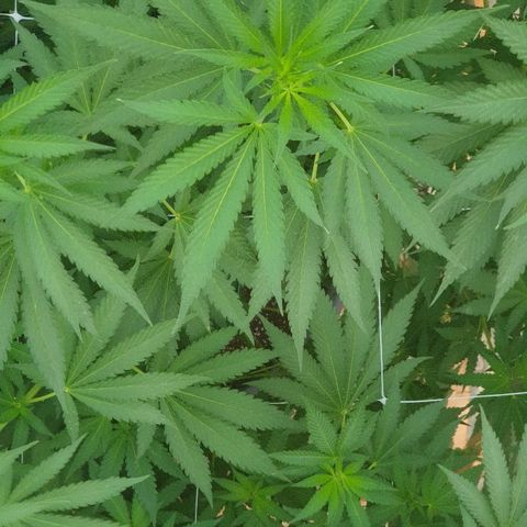 Moby Dick growlog timeline photo