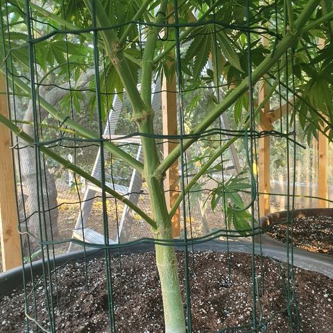 Moby Dick growlog timeline photo